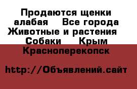 Продаются щенки алабая  - Все города Животные и растения » Собаки   . Крым,Красноперекопск